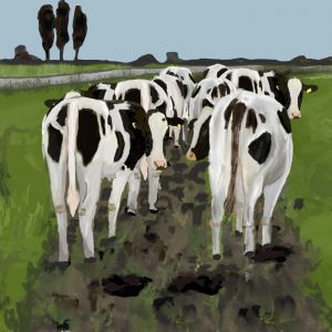 Koeien in de wei