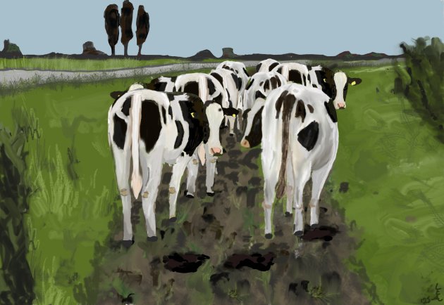 Oude koeien