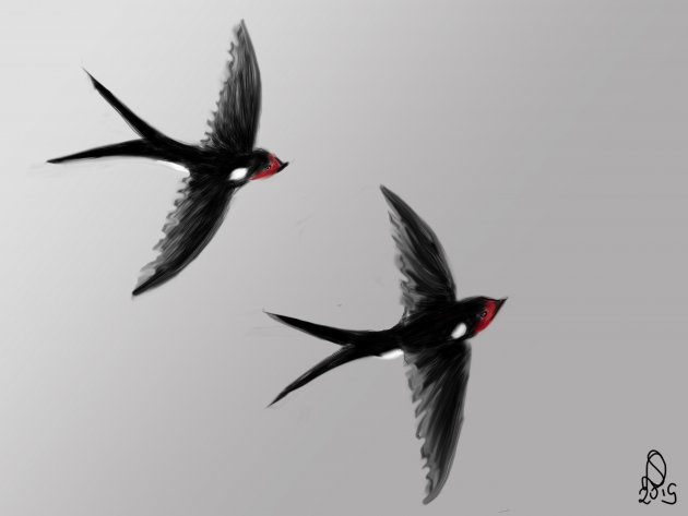 Een zwaluw